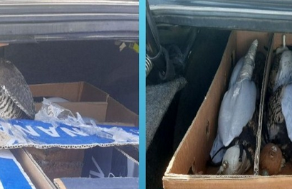 کشف پرنده های شکاری کمياب در هرمزگان