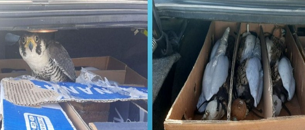 کشف پرنده های شکاری کمياب در هرمزگان